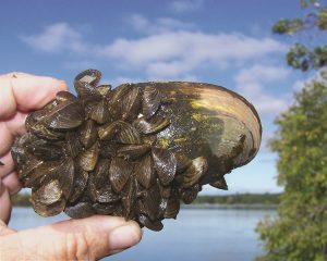 Zebra mussels on a native mussel - photo courtesy of MN DNR